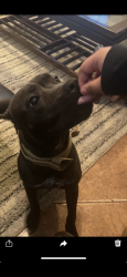 Lost Female Dog last seen Pleasant drive, Dallas, TX 75217