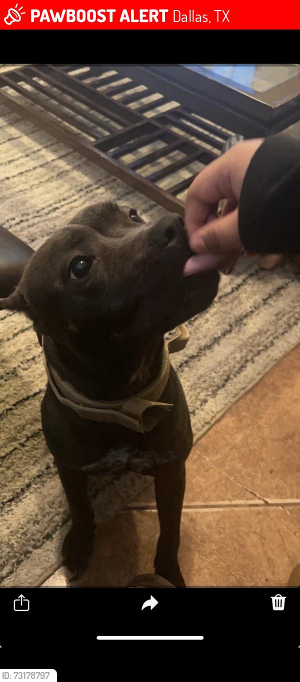 Lost Female Dog last seen Pleasant drive, Dallas, TX 75217
