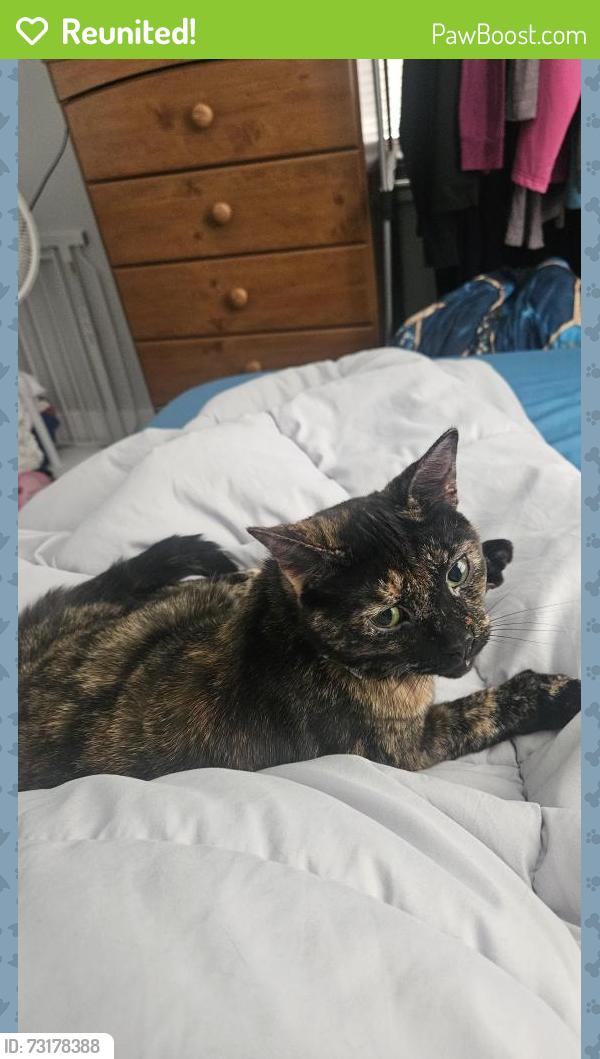 Reunited Female Cat last seen 28th and Longstreet, Wyoming, MI 49509