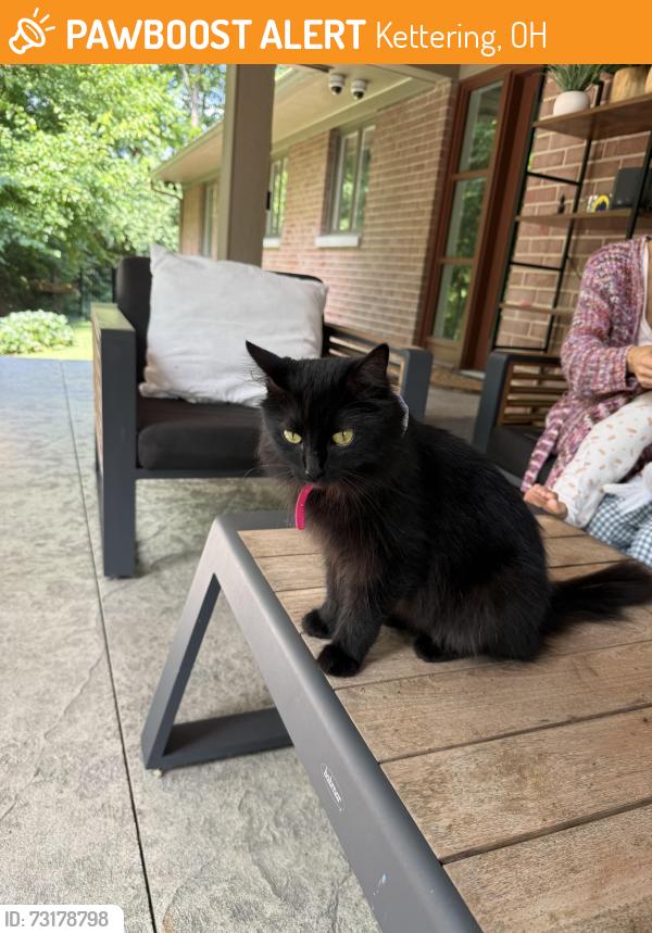 Found/Stray Female Cat last seen Tait rd, Kettering, OH 45429