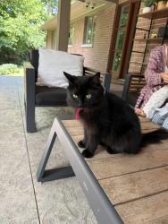Found/Stray Female Cat last seen Tait rd, Kettering, OH 45429
