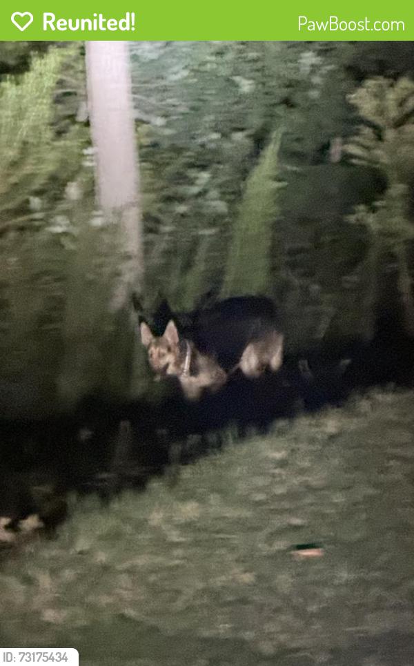 Reunited Unknown Dog last seen Stalling Rd and May Apple Dr, Stallings, NC 28104