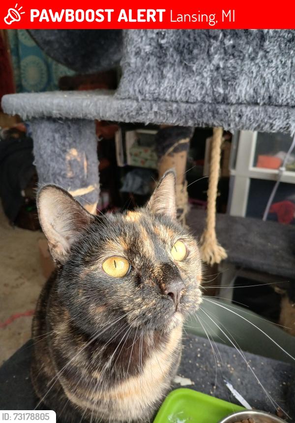 Lost Female Cat last seen King Arthur's Court, Lansing, MI 48906