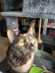 Lost Female Cat last seen King Arthur's Court, Lansing, MI 48906