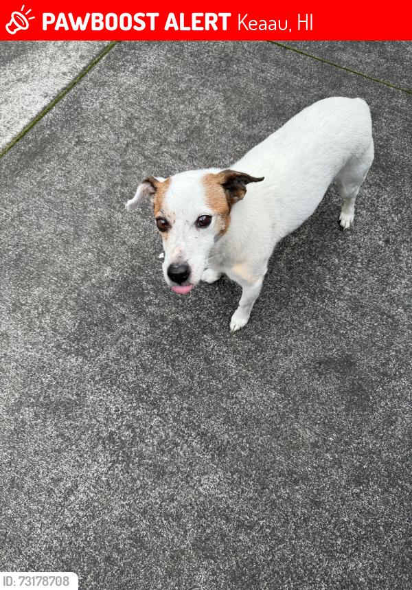 Deceased Female Dog last seen Keaau Ag Lots, Keaau, HI 96749
