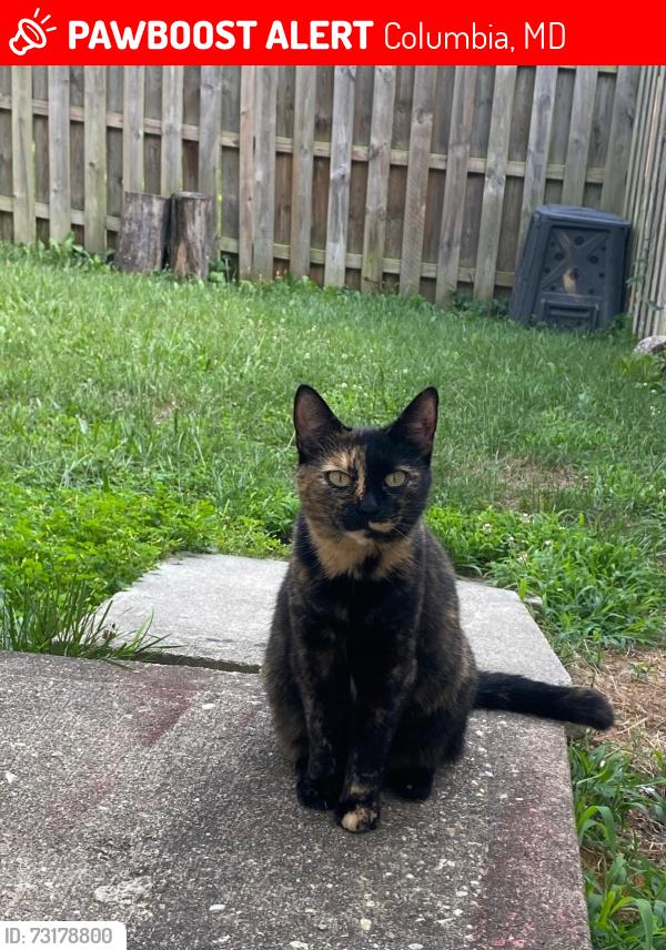 Lost Female Cat last seen Oakland mills road, Columbia, MD 21046