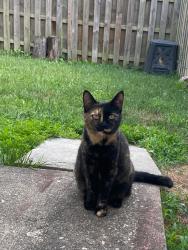 Lost Female Cat last seen Oakland mills road, Columbia, MD 21046