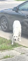 Found/Stray Unknown Dog last seen Solar Drive In Holiday Lake ests!, Holiday, FL 34691