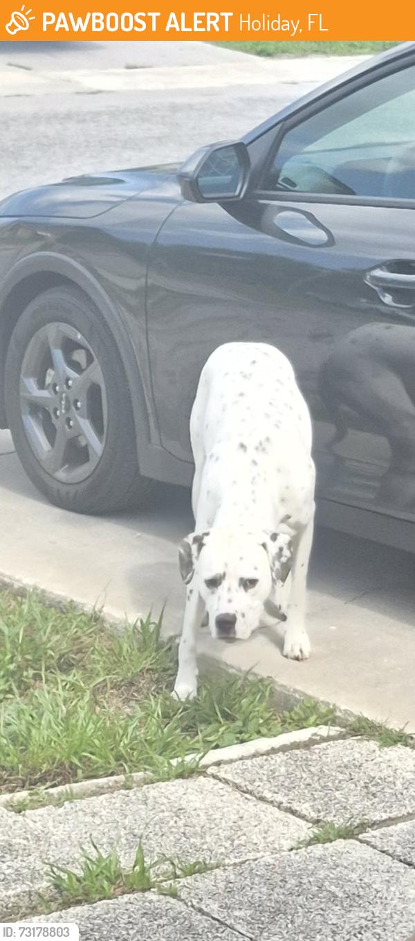 Found/Stray Unknown Dog last seen Solar Drive In Holiday Lake ests!, Holiday, FL 34691