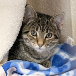 Shelter Stray Female Cat last seen Near Kahl Rd, Black Earth, Town of, WI, 5132 Voges Rd, Madison, WI 53718, USA