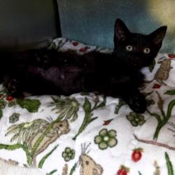 Shelter Stray Male Cat last seen Lakeshore Path, Madison 8, City of, WI, 5132 Voges Rd, Madison, WI 53718, USA