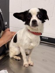 Shelter Stray Female Dog last seen Near Avon, 4th District, OH, 9203 Detroit Ave, Cleveland, OH 44102, USA