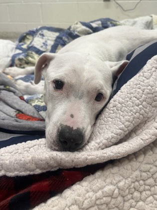 Shelter Stray Female Dog last seen Near Beaufort, 21215, MD, 2490 Giles Rd, Baltimore, MD 21225, USA