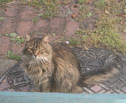 Reunited Female Cat last seen vernon st and bay place, Oakland, CA 94610