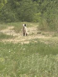 Found/Stray Male Dog last seen Rosen Park, Fort Worth, TX 76106