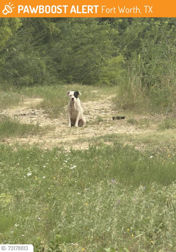 Found/Stray Male Dog last seen Rosen Park, Fort Worth, TX 76106