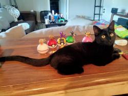 Lost Female Cat last seen S 286th st federal way, wa, Federal Way, WA 98003