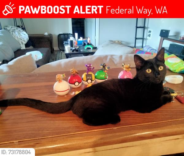 Lost Female Cat last seen S 286th st federal way, wa, Federal Way, WA 98003