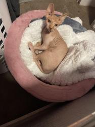Reunited Male Cat last seen Near A st Oakland CA 94603, Oakland, CA 94603