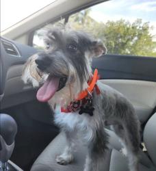 Lost Male Dog last seen Sunshine Blvd & State Rd 82, Lehigh Acres, FL 33976