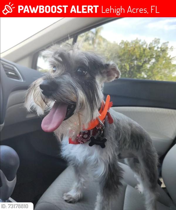 Lost Male Dog last seen Sunshine Blvd & State Rd 82, Lehigh Acres, FL 33976