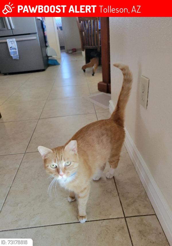 Lost Female Cat last seen Irene Lane, Tolsun Farms, Tolleson, AZ 85353