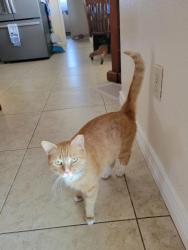 Lost Female Cat last seen Irene Lane, Tolsun Farms, Tolleson, AZ 85353