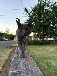 Reunited Female Cat last seen Menlo dr & 6th st, Beaverton, OR 97005
