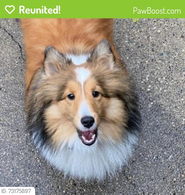 Reunited Female Dog last seen Blue Grass Lane, running towards Travis Point and Textile, Lodi Township, MI 48176