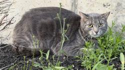 Found/Stray Female Cat last seen Myrtle avenue and Lark street, Albany, NY 12202