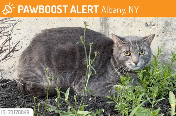 Found/Stray Female Cat last seen Myrtle avenue and Lark street, Albany, NY 12202