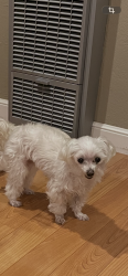 Reunited Female Dog last seen Concord Blvd/Ayers, Concord, CA 94521