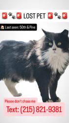 Lost Male Cat last seen 50th st & Pine st, Philadelphia, PA 19143