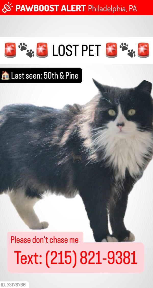 Lost Male Cat last seen 50th st & Pine st, Philadelphia, PA 19143