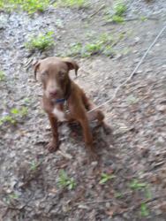 Found/Stray Male Dog last seen Martha berry and 5th avenue, Rome, GA 30165