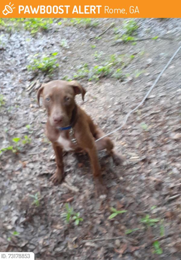 Found/Stray Male Dog last seen Martha berry and 5th avenue, Rome, GA 30165