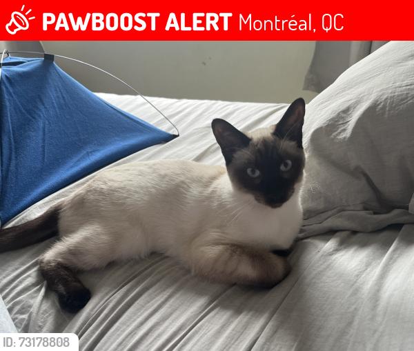 Lost Male Cat last seen Harvard Avenue between Upper Lachine and Saint-Jacques, Montréal, QC 
