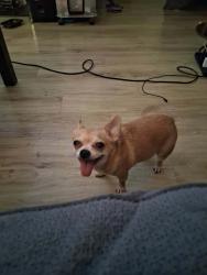 Lost Female Dog last seen Park view apmts, Salt Lake City, UT 84115