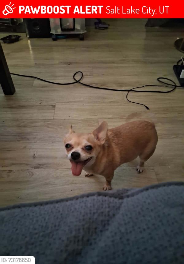 Lost Female Dog last seen Park view apmts, Salt Lake City, UT 84115