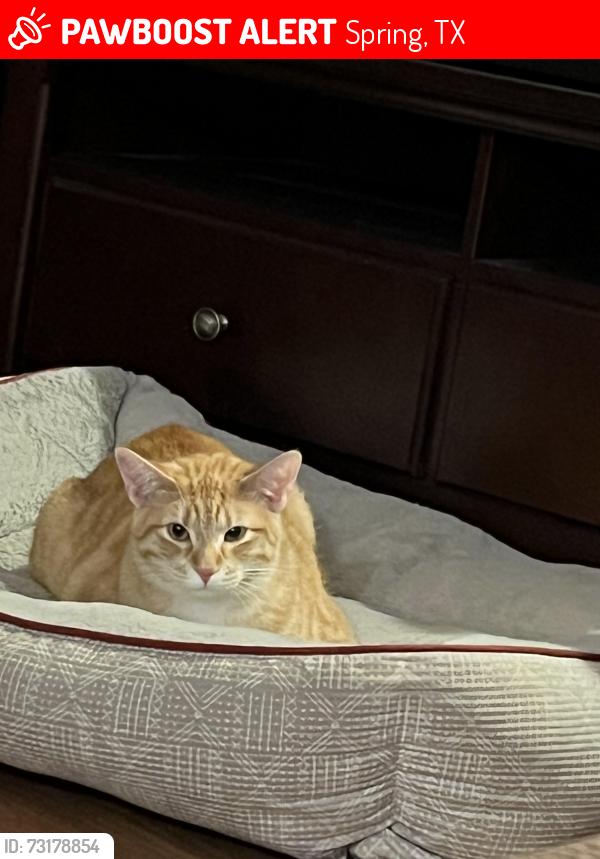 Lost Male Cat last seen Birnam wood 3 subdivision 77373, Spring, TX 77373