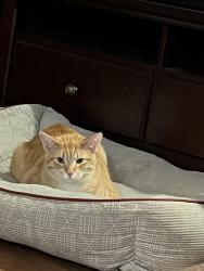 Lost Male Cat last seen Birnam wood 3 subdivision 77373, Spring, TX 77373