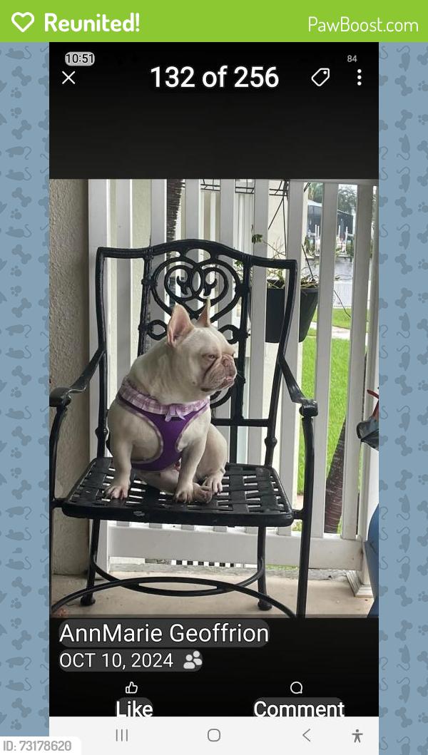 Reunited Female Dog last seen Near, Cocoa Beach, FL 32931