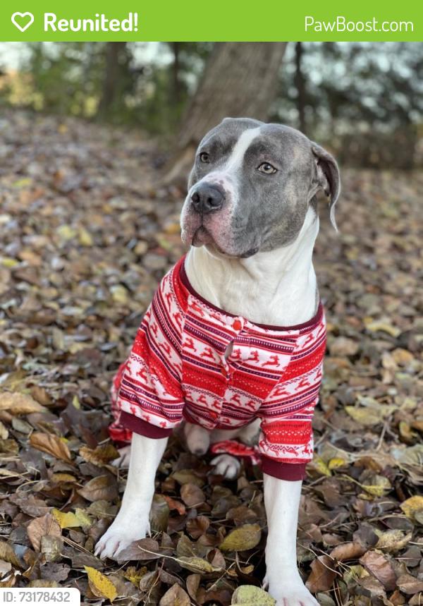 Reunited Male Dog last seen Near Alken Cir, New Port Richey, FL 34653, USA, New Port Richey, FL 34653