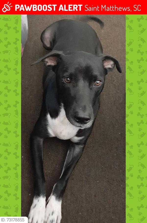 Lost Male Dog last seen Ridgewood Court bair street, Saint Matthews, SC 29135