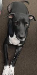 Lost Male Dog last seen Ridgewood Court bair street, Saint Matthews, SC 29135
