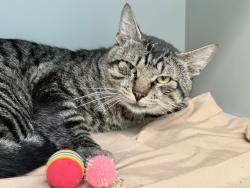 Shelter Stray Male Cat last seen Near W 151 Street, NEW YORK, NY, 10039, 326 E 110th St, New York, NY 10029, USA