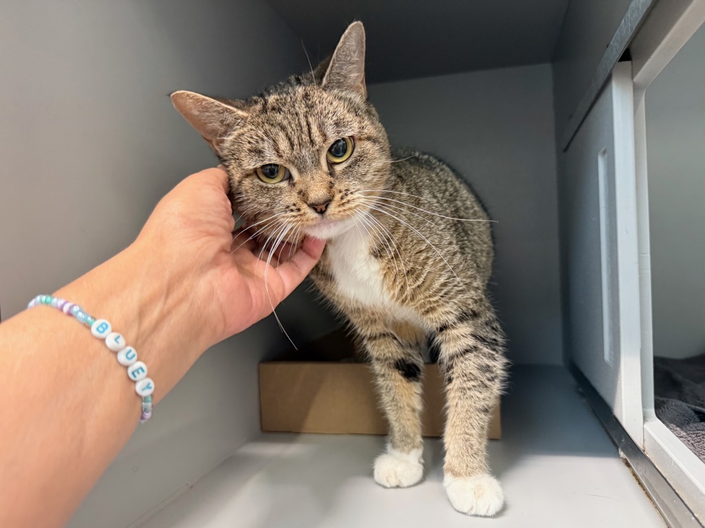 Shelter Stray Female Cat last seen W, NEW YORK, NY, 10029, 326 E 110th St, New York, NY 10029, USA