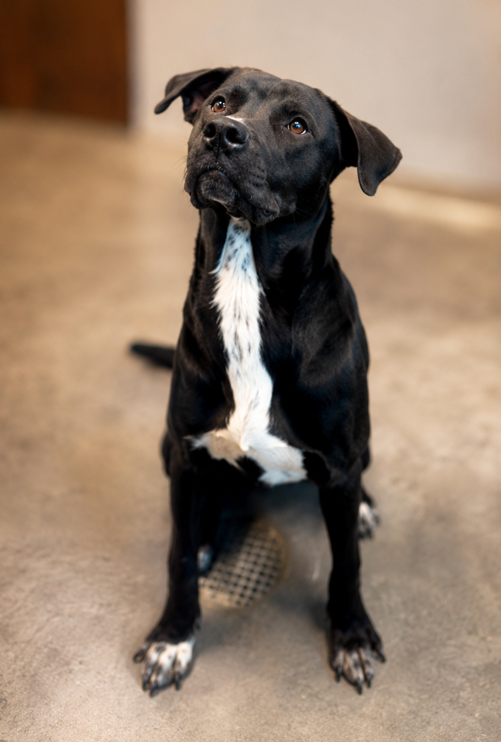 Shelter Stray Male Dog last seen Near Mills Street, LAFAYETTE, LA, 70507, 410 Dugas Rd, Lafayette, LA 70507, USA