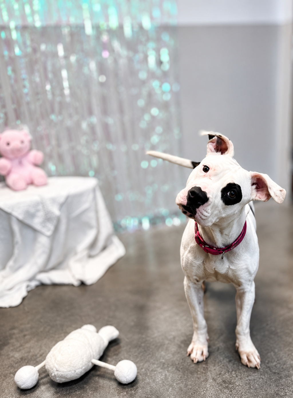 Shelter Stray Female Dog last seen Near W Simcoe, LAFAYETTE, LA, 70501, 410 Dugas Rd, Lafayette, LA 70507, USA