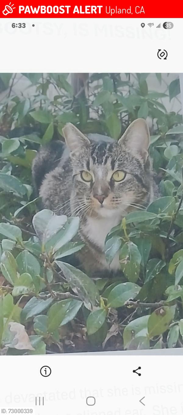 Lost Female Cat last seen Grove and 9th, Upland, CA 91786